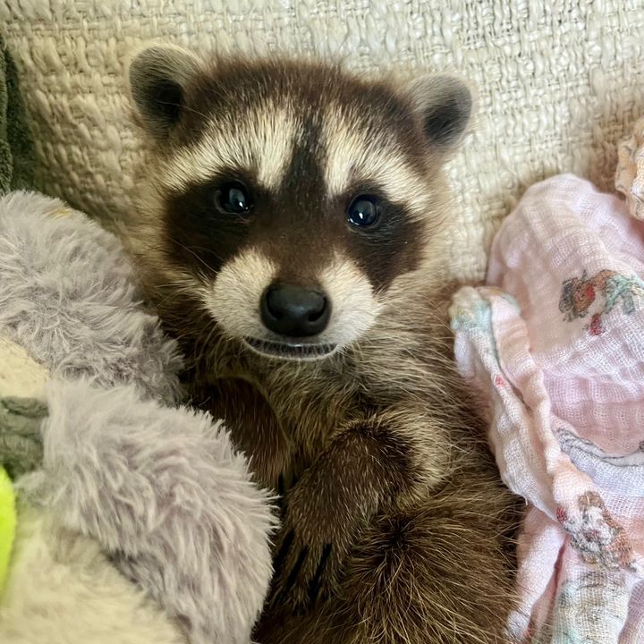 Melvin the Raccoon