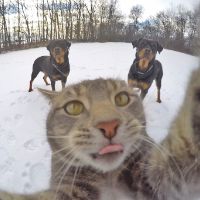 animaldance