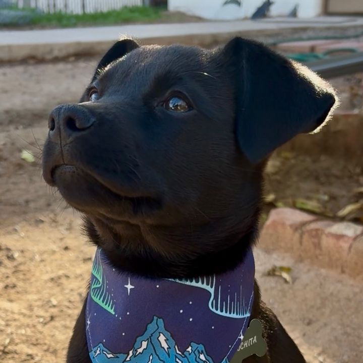 Pochita