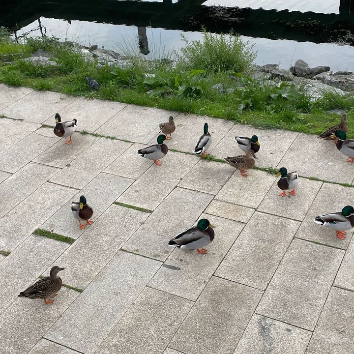 FELICIDAD