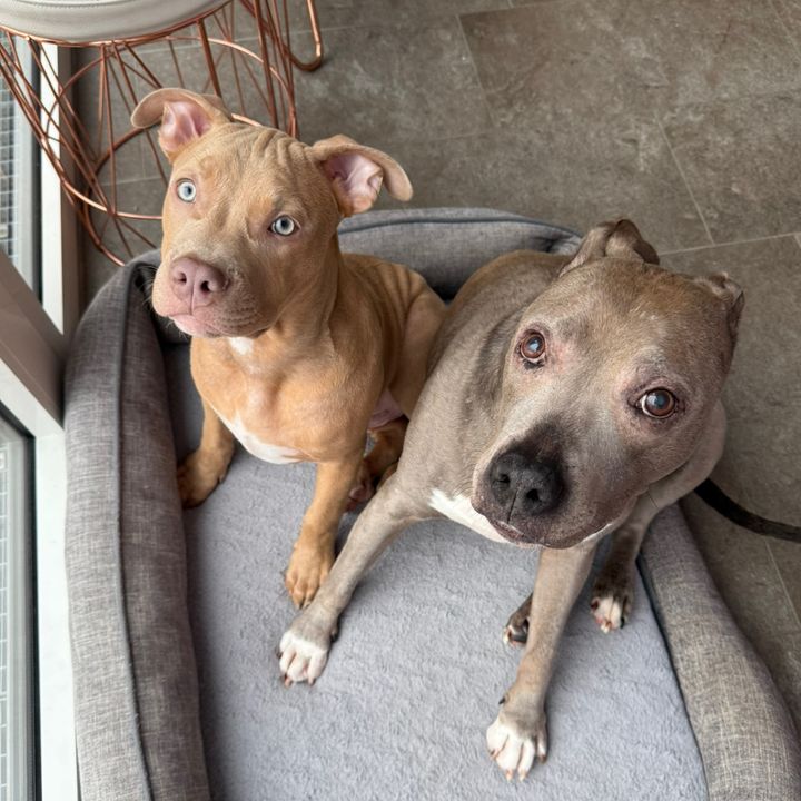 Kisha & Ares