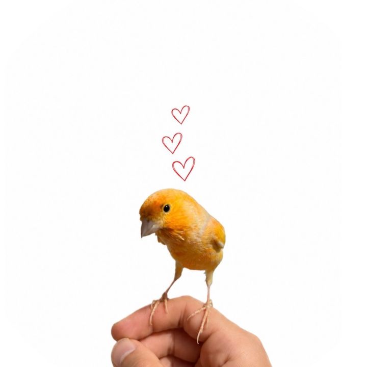 Canary sing on my hand