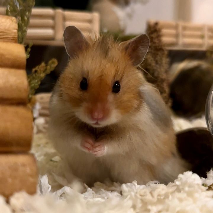 Midas (Syrian Hamster)