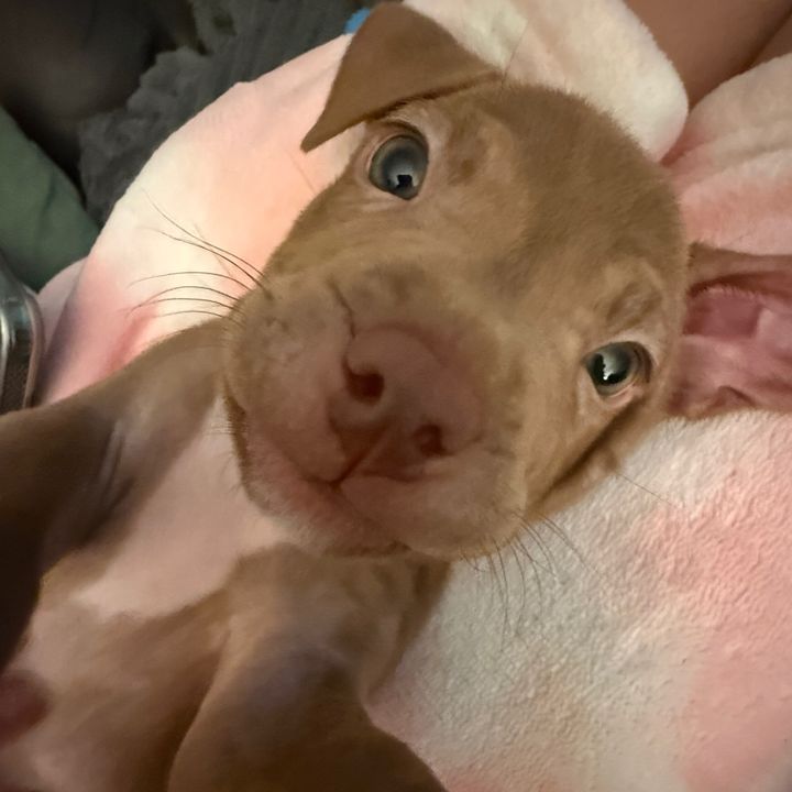 GusStaffy | Puppy UGC