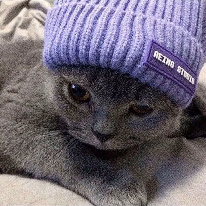 kittypurplehat