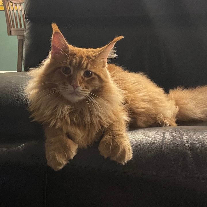 Theodore Scritches McWiggles