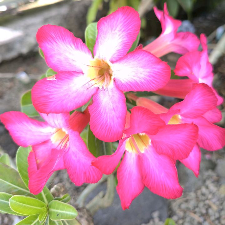 Barnik Jaya