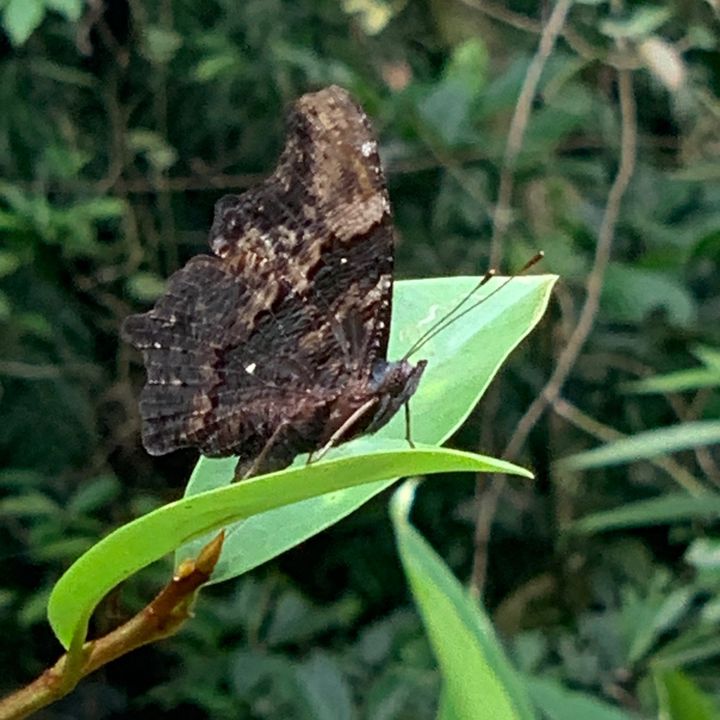 柯小翠