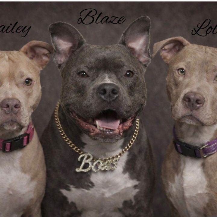 🐾Blaze Bailey Lola 🐾