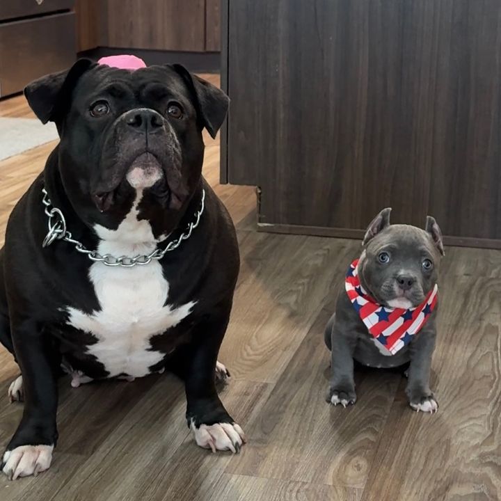 Fury & Blu • Cute Chaos Daily