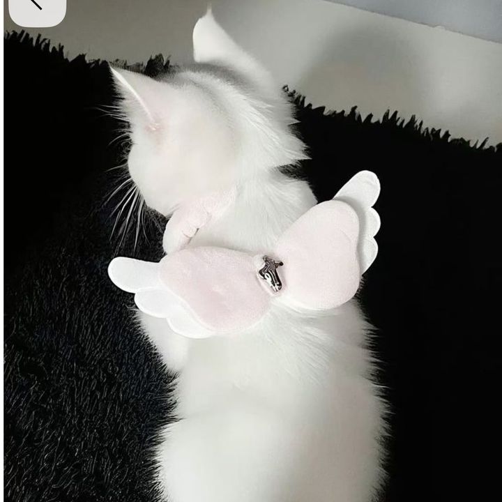 社不にゃんこ