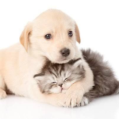 Little Paws Shop
