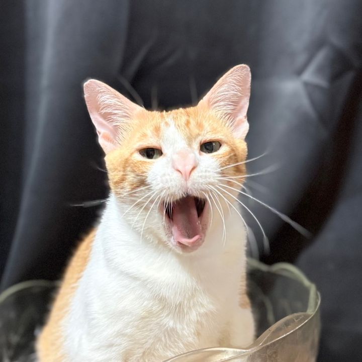 gingerboi | puspin 🇵🇭🐾