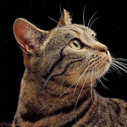 Sweet Paws🐈‍⬛🐈