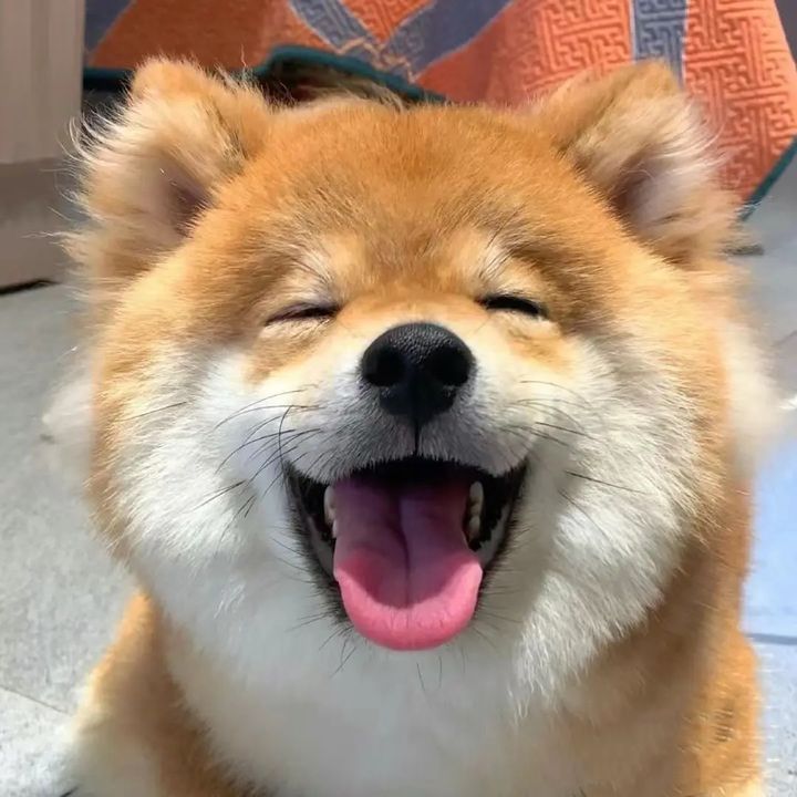 Chido.Vida