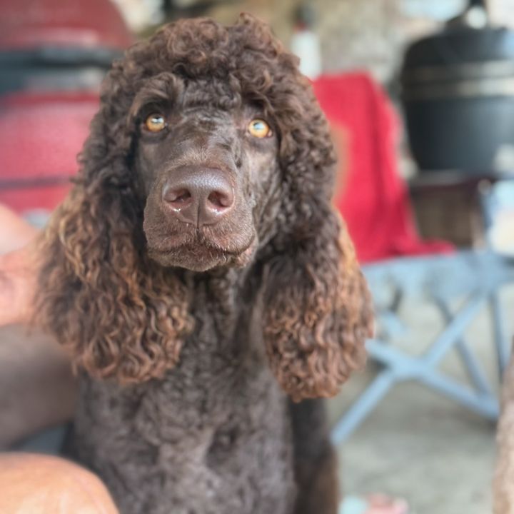 Royal Dixie Poodles
