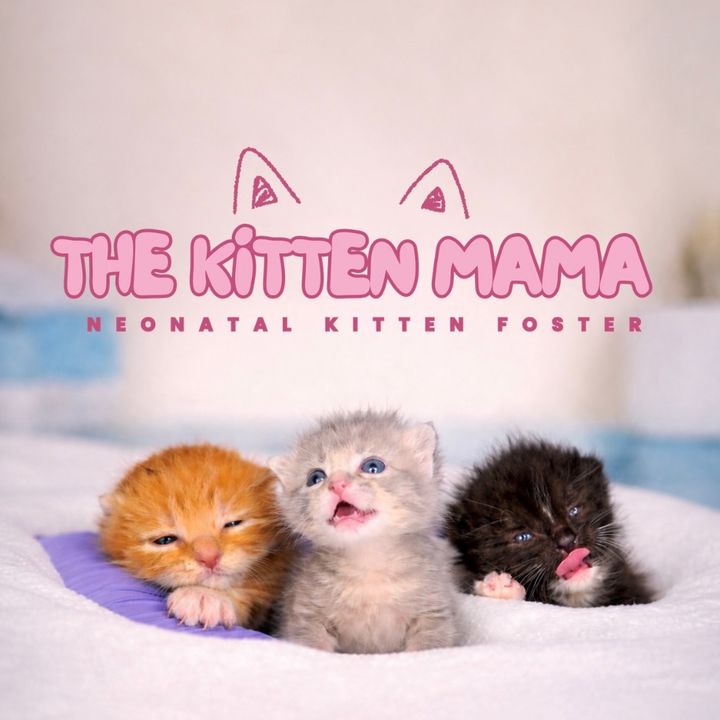 thekittenmama