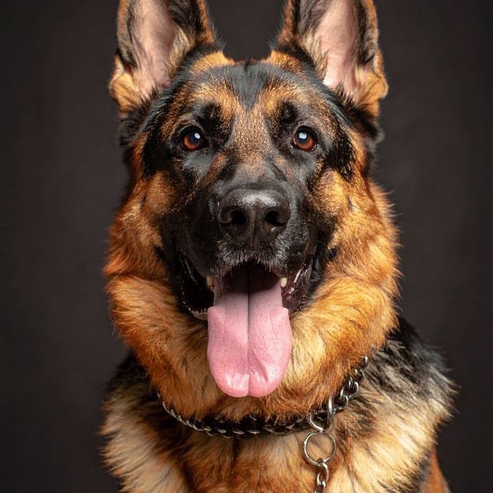 Bryan  GSD Daddy🐾 🐶