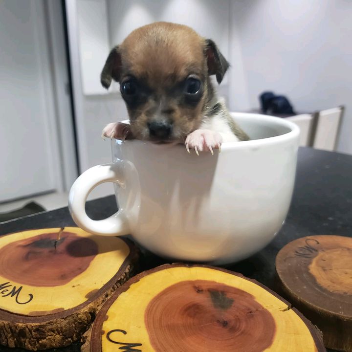 mundo pet