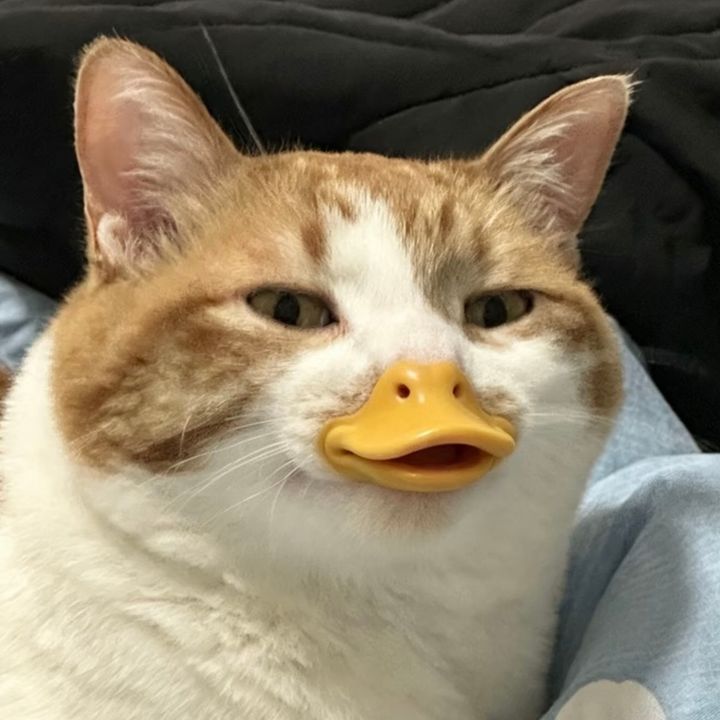 El Zorro Loco