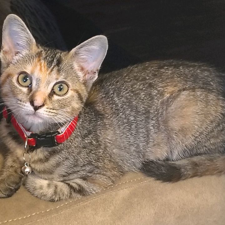 Pumkin