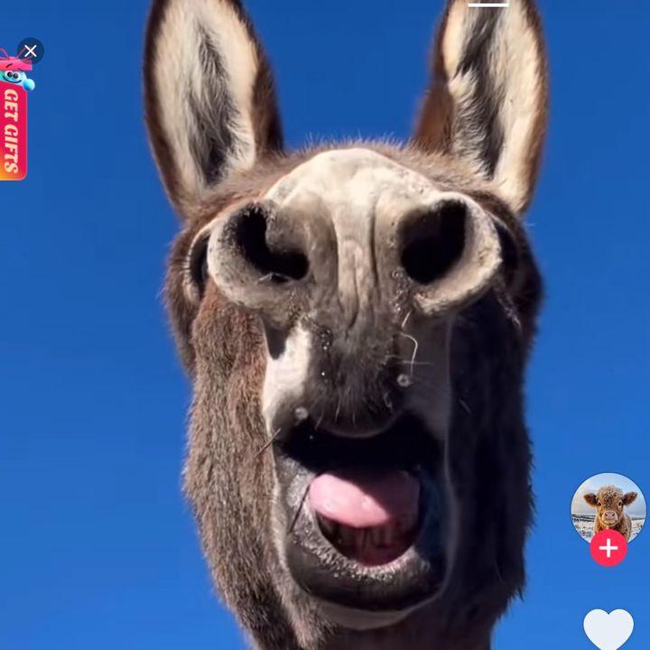 Sejfiei