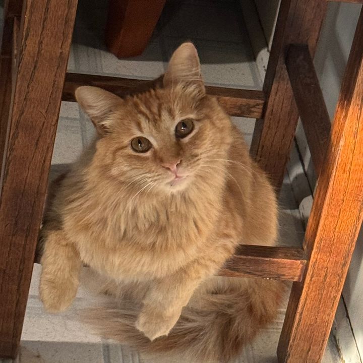 FelineGoodCatRescue