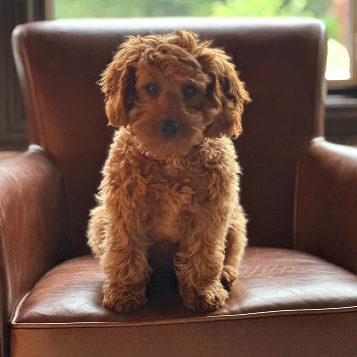 Benny