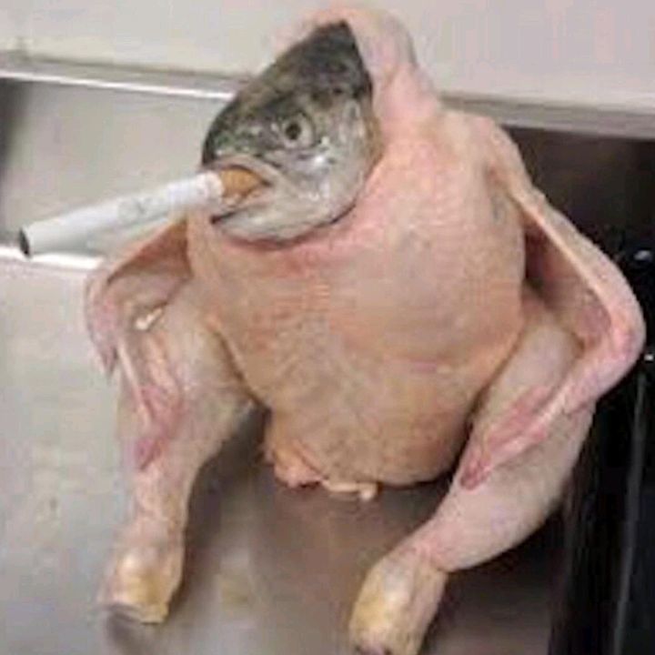 usacategory