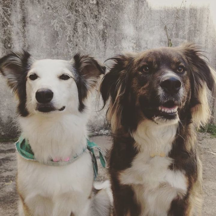 Dog Simples