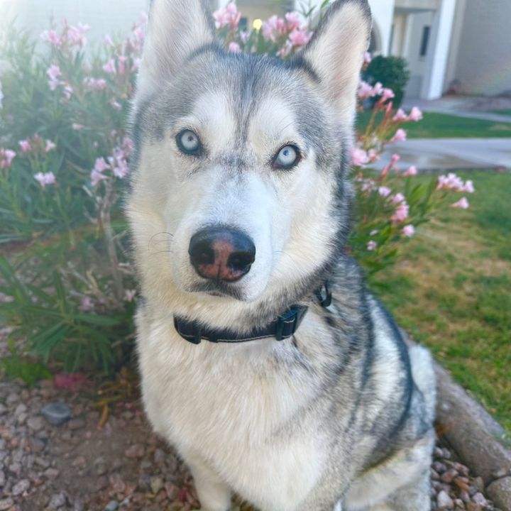 odenthehusky
