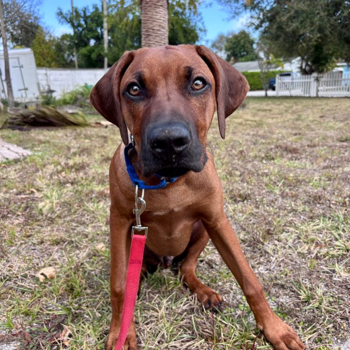 Bruce the Beach Ridgeback