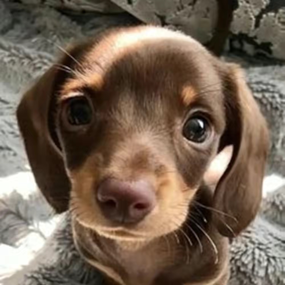 dlopugds84