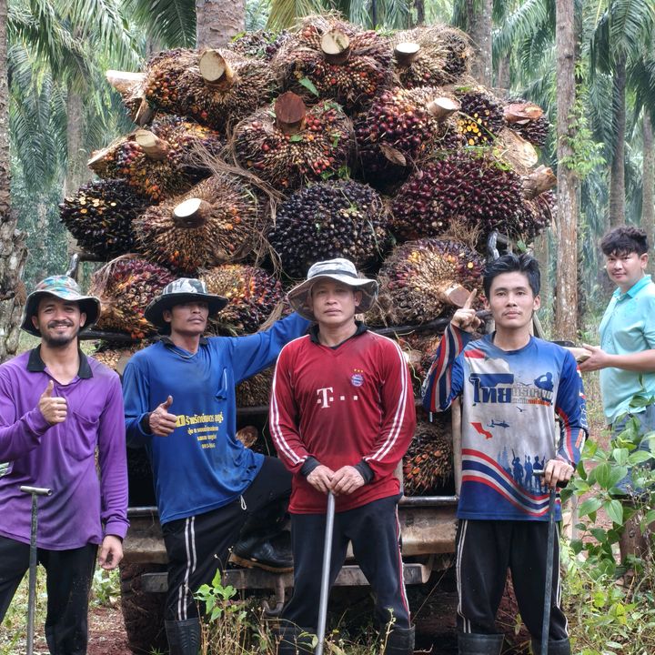 KO AUNG BO-ဆီအုန်းသီးအဖွဲ့