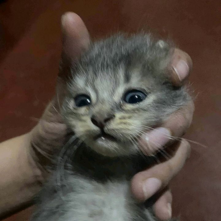 Kalmado