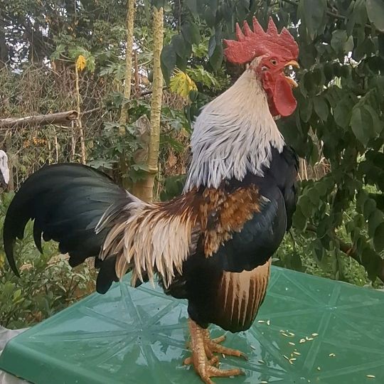 Nam🐣🐣