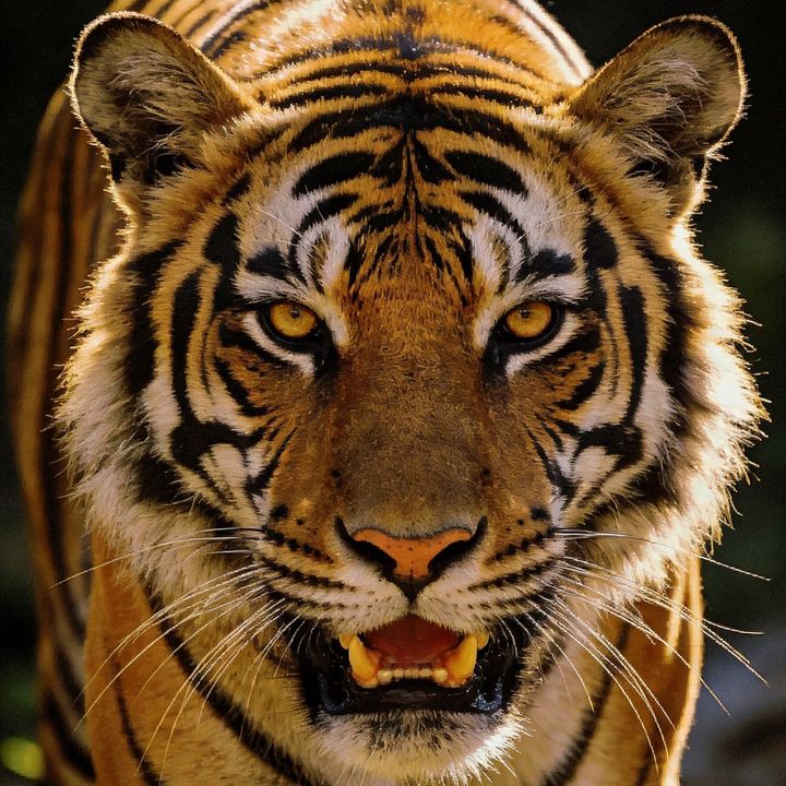 tigermartshop