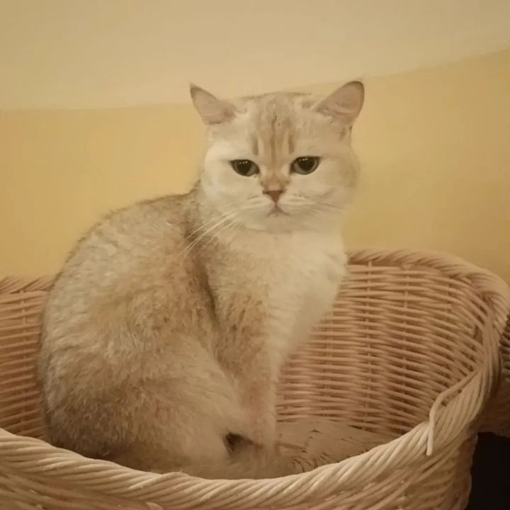 ftadiiii