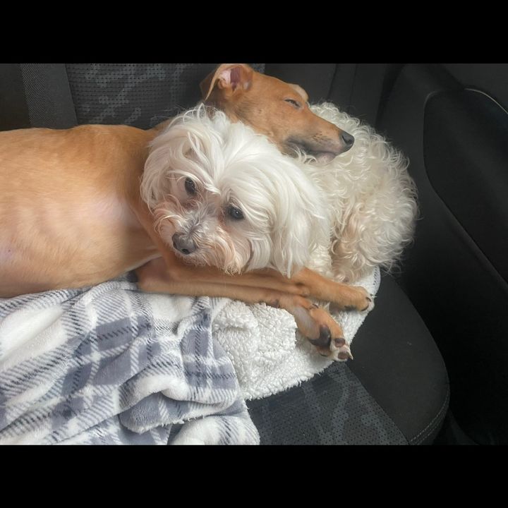 maltesegreyhoundlife