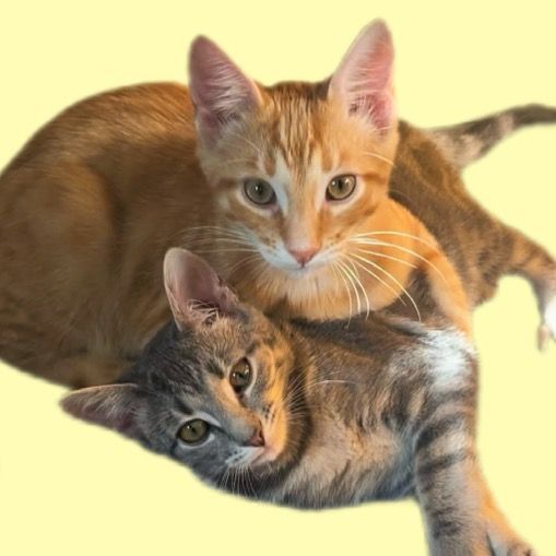littlestuandmelon