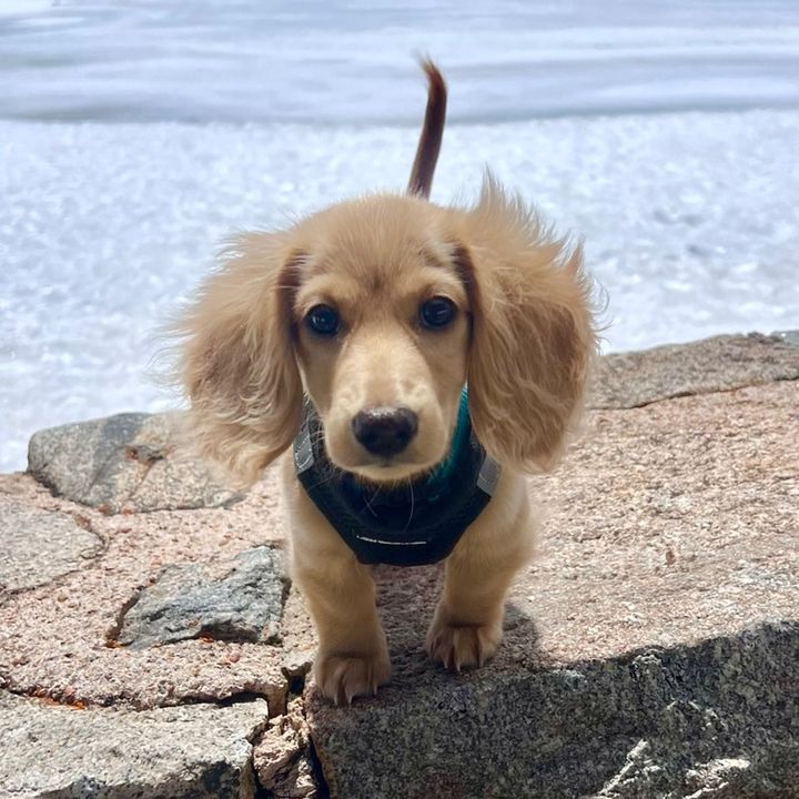 Milo