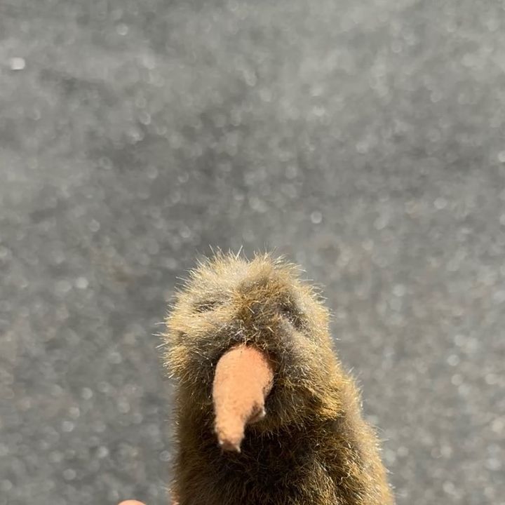 ｷｳｨ🥝
