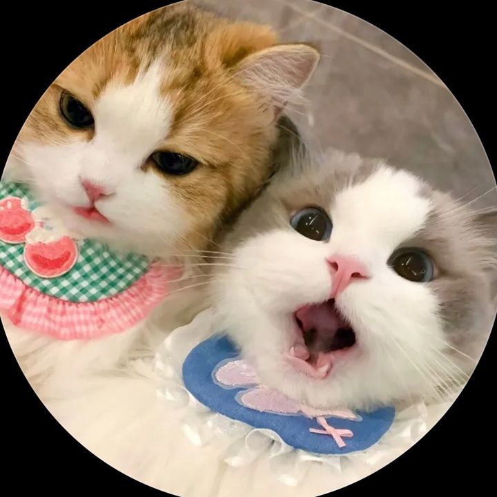 Cathhsjwh