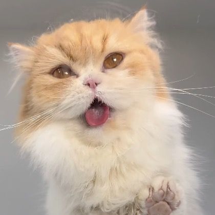 Mr.cat is hungry