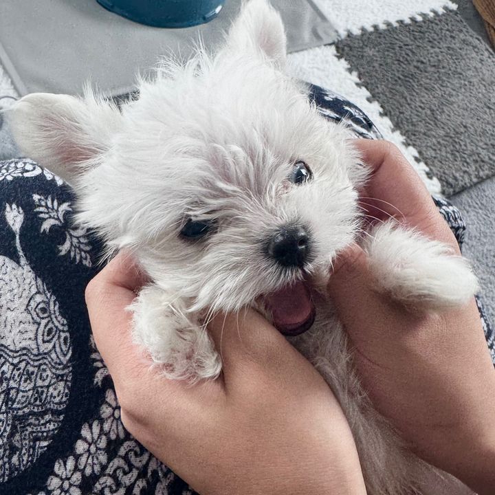 franco