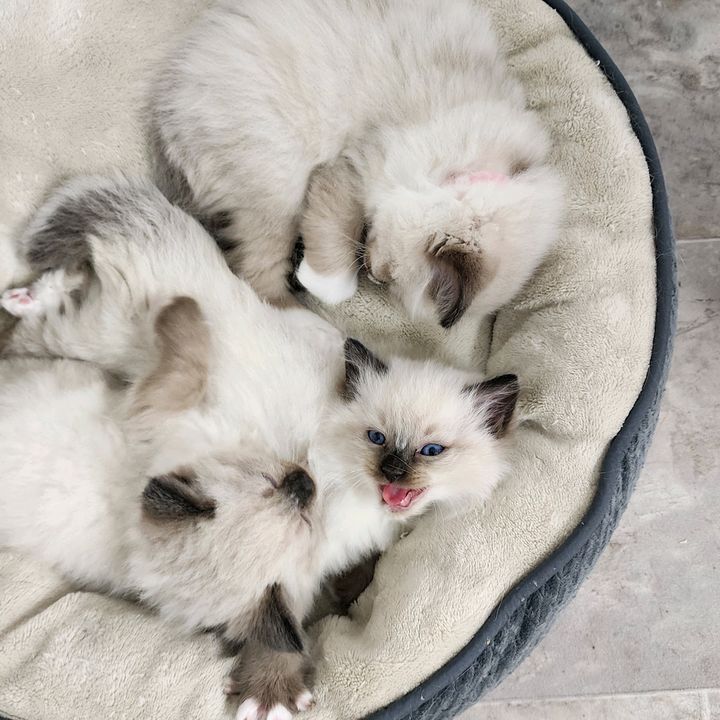 abbeyroadsragdolls