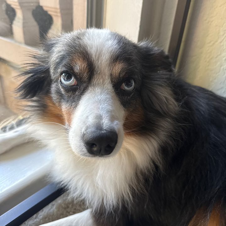 FosterPuppy_Simba