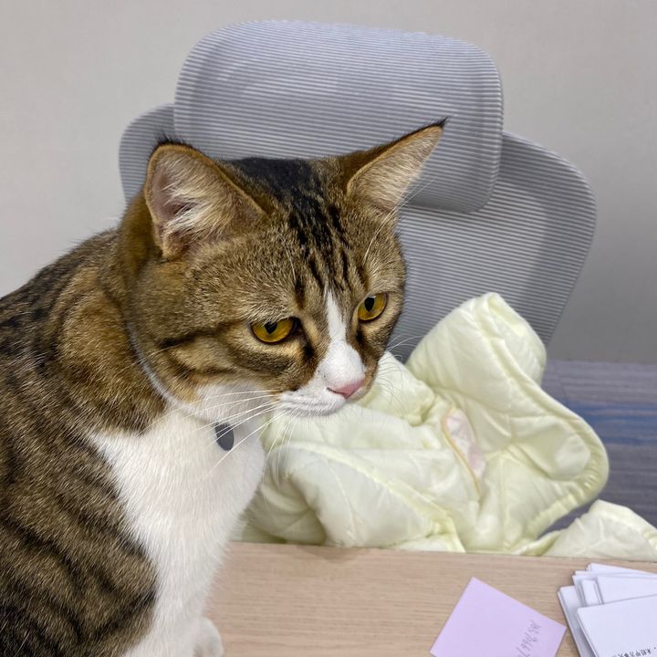 pet.finds