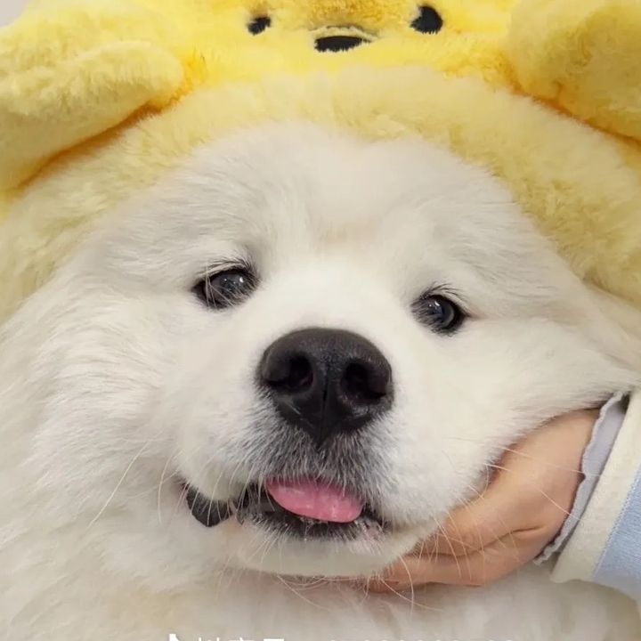 PetGPT