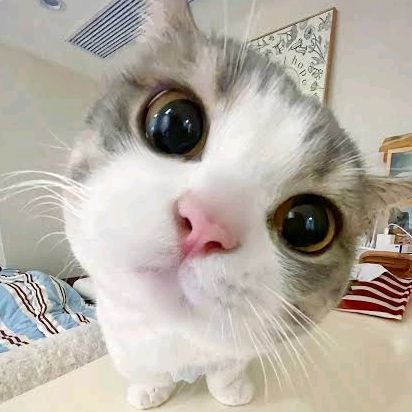 MONKEY_TSAI_FUN